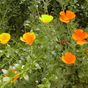 Poppies