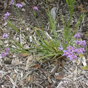 Blue-eyed grass