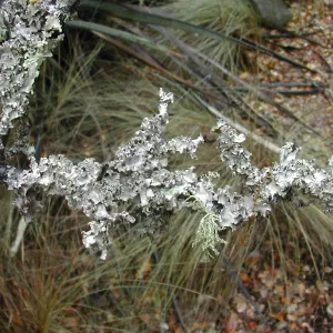 Lichens