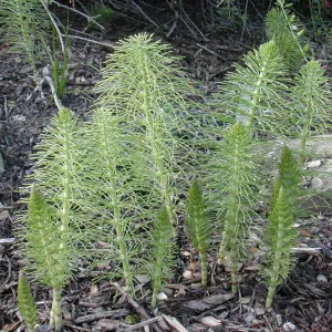 Equisetum