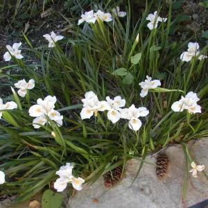 Iris 'Canyon Snow'