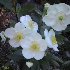 Carpenteria californica flowers