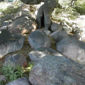 Damaged trunk of live oak in the Manzanita Section