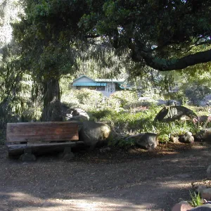 wood bench below bigcone spruce in the Manzanita section