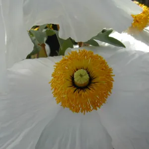 Romneya trichocalyx flower