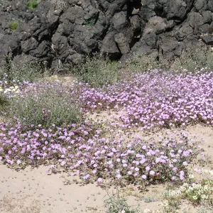 Abronia villosa near Amboy Crater