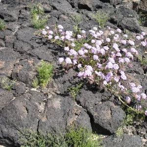Abronia villosa