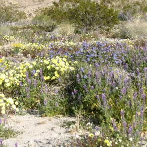 SBBG_BD_02205.jpg