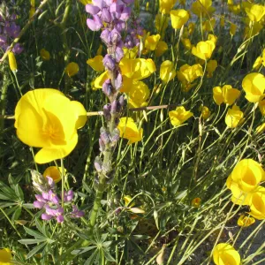 Eschscholzia caespitosa, Sheep Hole Mountains, Amboy Rd.