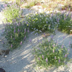 Lupinus hirsutissimus, Sheephole Pass