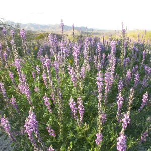 Lupinus hirsutissimus, Sheephole Pass