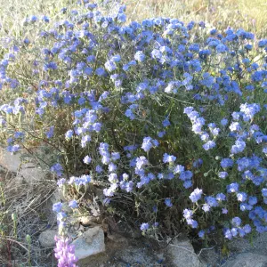 Phacelia distans