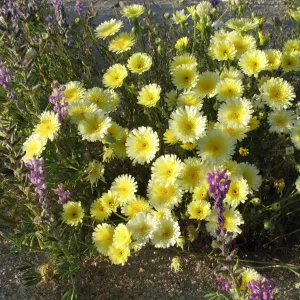 Malacothrix glabrata, Sheephole Pass