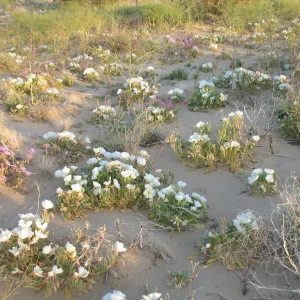 Oenothera deltoides, Dale Dry Lake