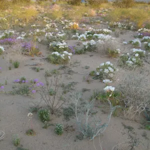 Oenothera deltoides, Abronia villosa, Dale Dry Lake