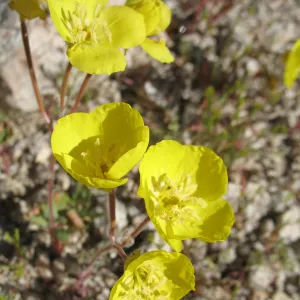 Camissonia, Joshua Tree National Park