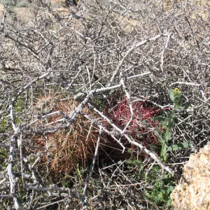 Echinocactus polycephalus under nurse shrub