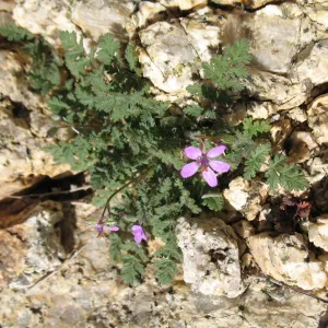 Erodium cicutarium, Trail to 49 Palms Oasis