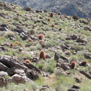 Ferocactus cylindraceus, Trail to 49 Palms Oasis