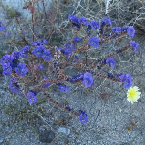 Phacelia