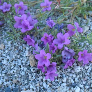 Nama demissum