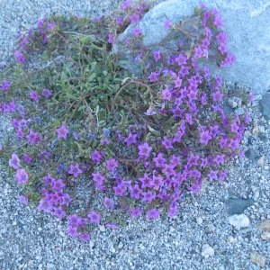 Nama demissum