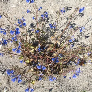 Phacelia viscida?