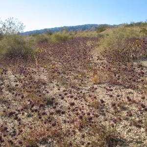 Salvia columbaria (Sage)