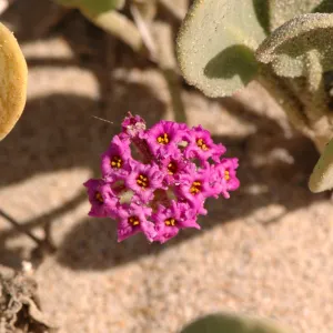 Oso Flaco Lake, Abronia maritima