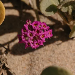 Oso Flaco Lake, Abronia maritima