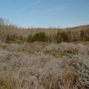 Oso Flaco Lake