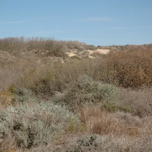Oso Flaco Lake
