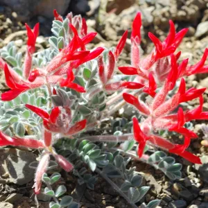 Astragalus coccineus