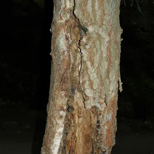 Sick Abies concolor