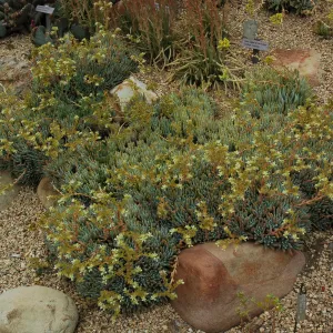 Dudleya virens ssp. hassei in the Dudleya Display