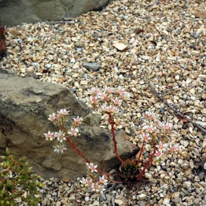 Dudleya nesiotica in the Dudleya Display