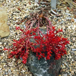 Dudleya lanceolata in the Dudleya Display