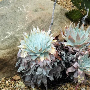 Dudleya anthonyi in the Dudleya Display