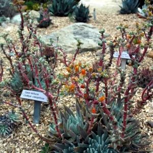 Dudleya caespitosa