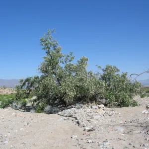 Chilopsis linearis ssp. arcuata, Ivanpah Rd Mojave Desert Preserve 