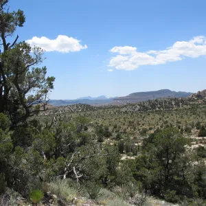 Caruthers Canyon, New York Mtns