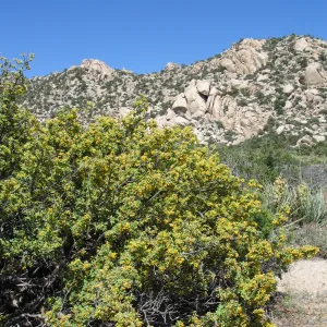 Berberis haematocarpa, Caruthers Canyon, New York Mtns 