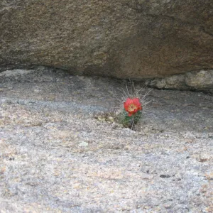 Echinocereus triglochidiatus, Caruthers Canyon, New York Mtns 