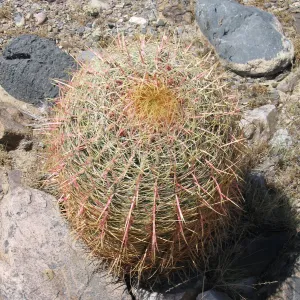 Ferocactus cylindraceus, Kearny Pass Rd along north side of Clark Mtns 