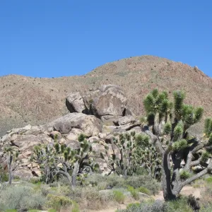 Yucca brevifolia, Sunshine Road ~0.5 miles northeast of Cima Rd 
