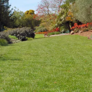 Carex praegracilis lawn