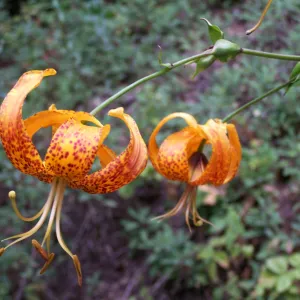 Humboldt Lily