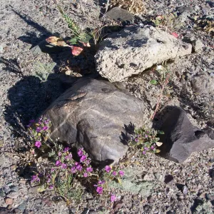 Nama demissum 