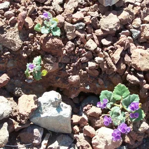 Phacelia