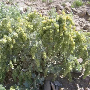 Atriplex hymenelytra